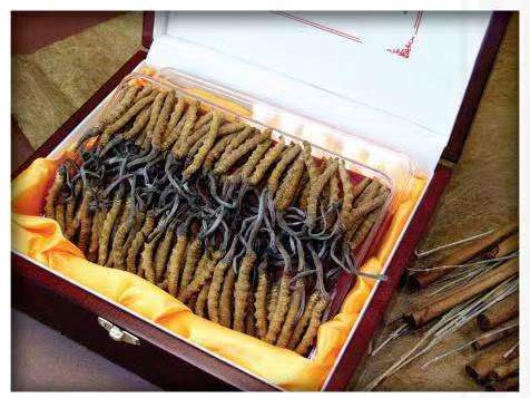 神池冬虫夏草回收